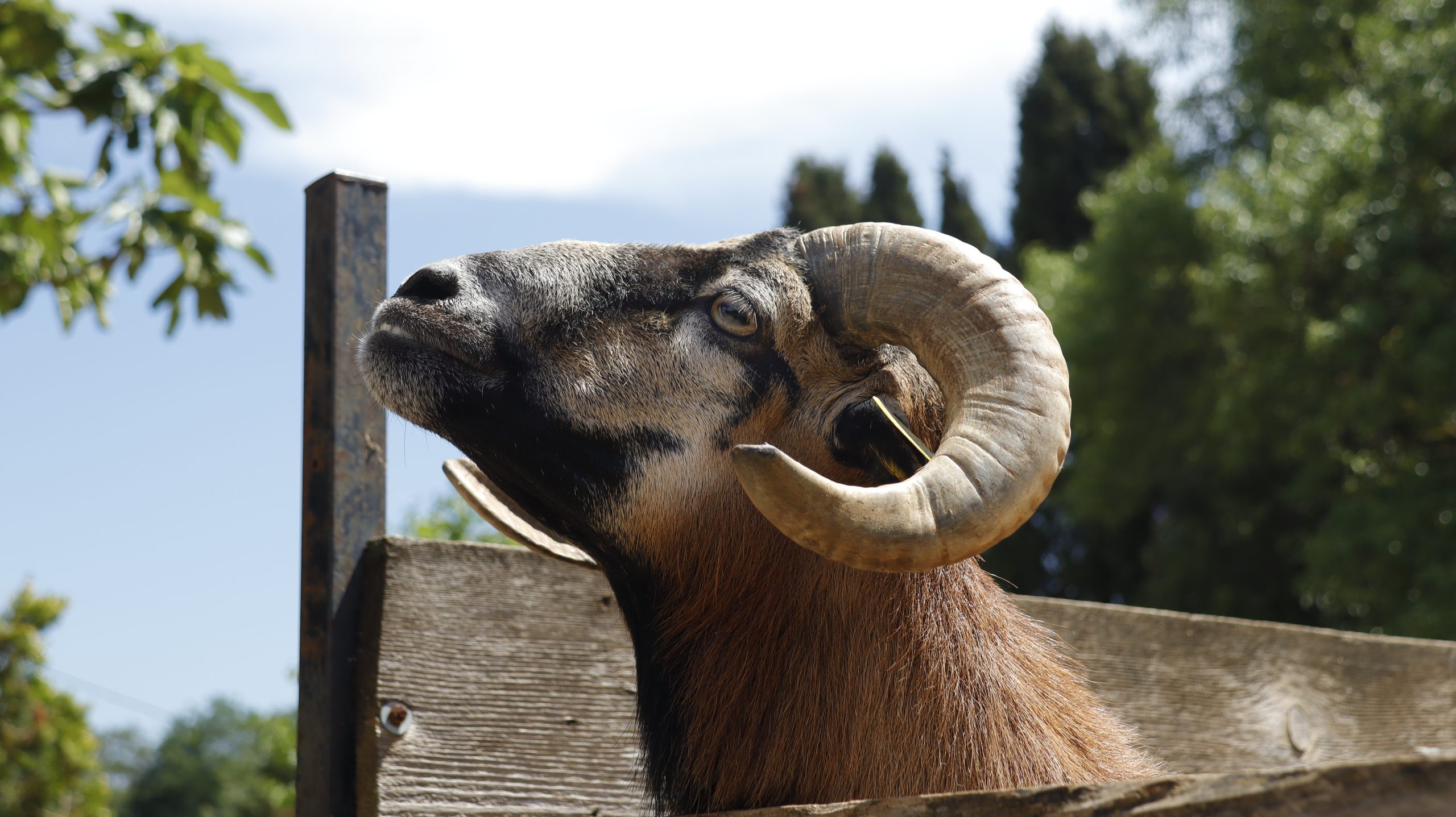 Visite de la Ferme de Bouzigues en famille