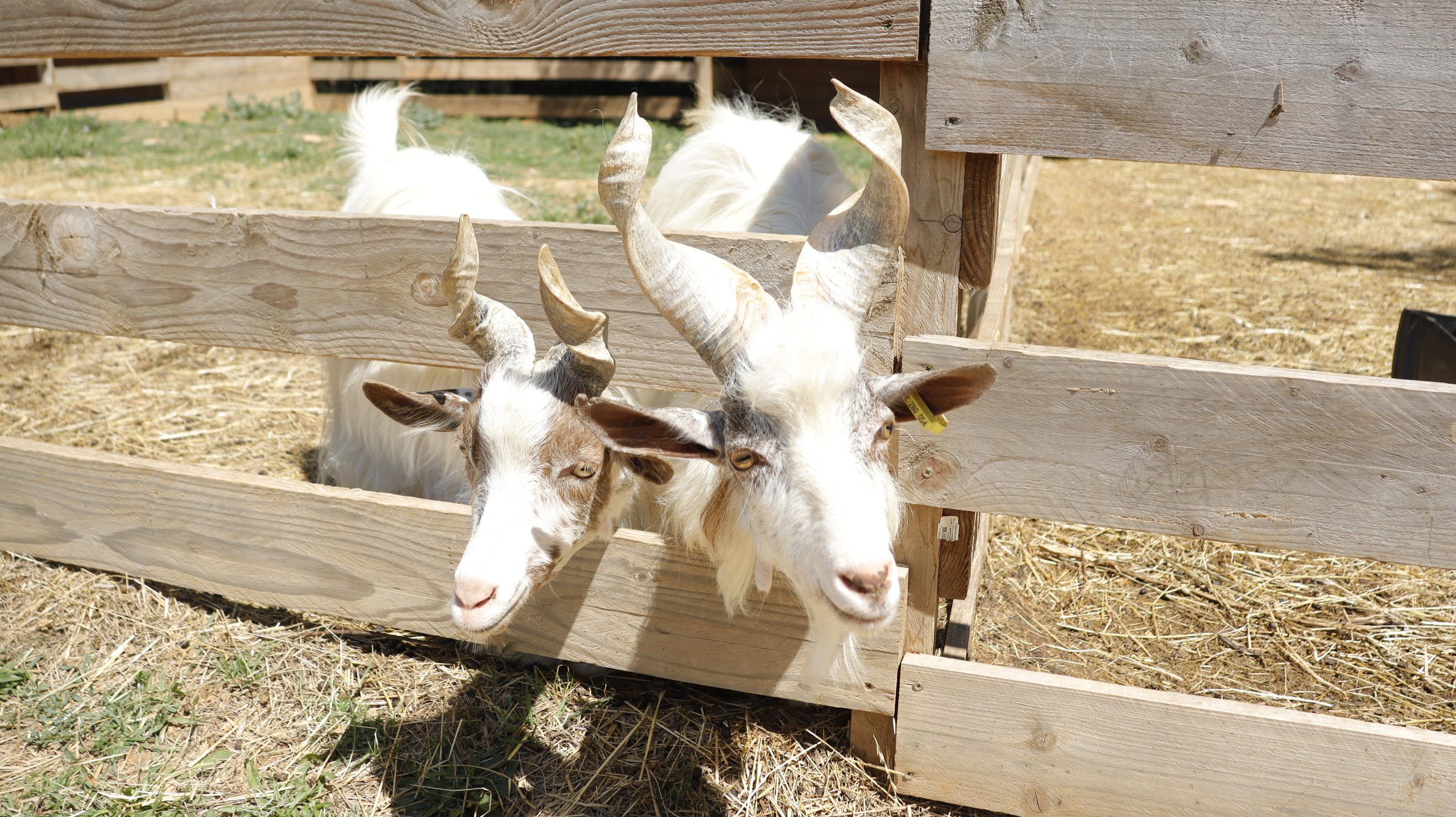 Animal de la Ferme de Bouzigues