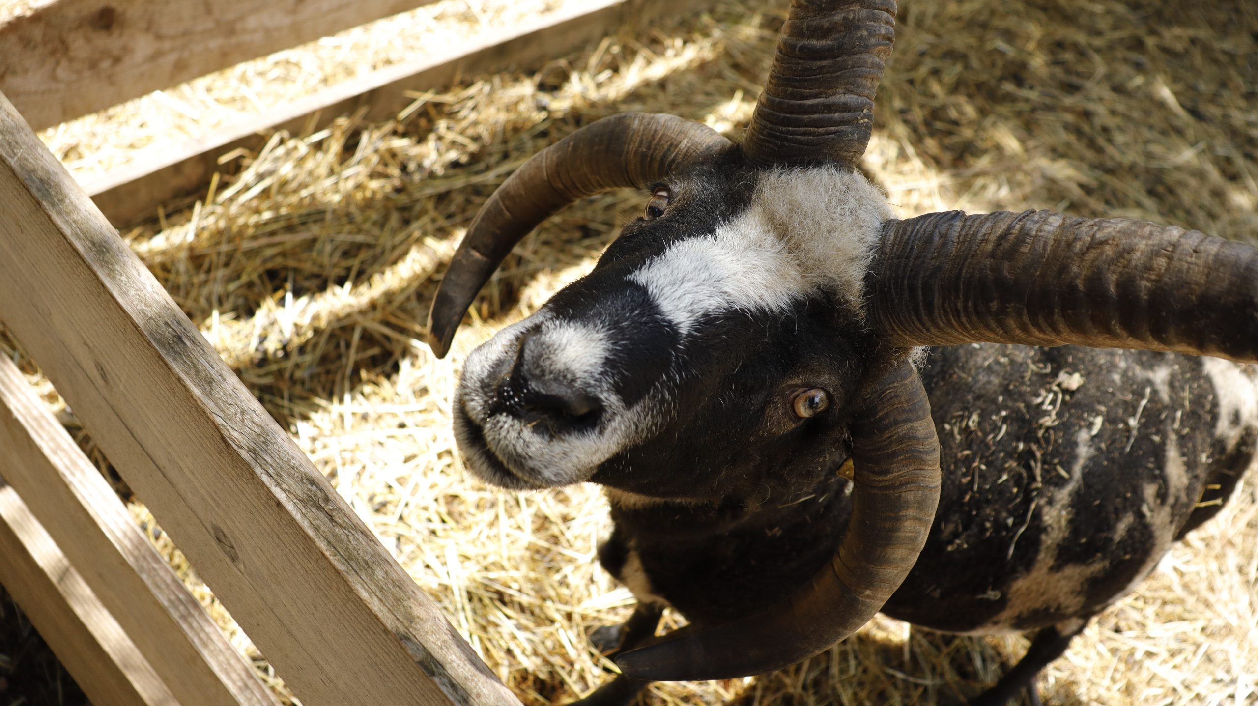 Moutons de la Ferme de Bouzigues
