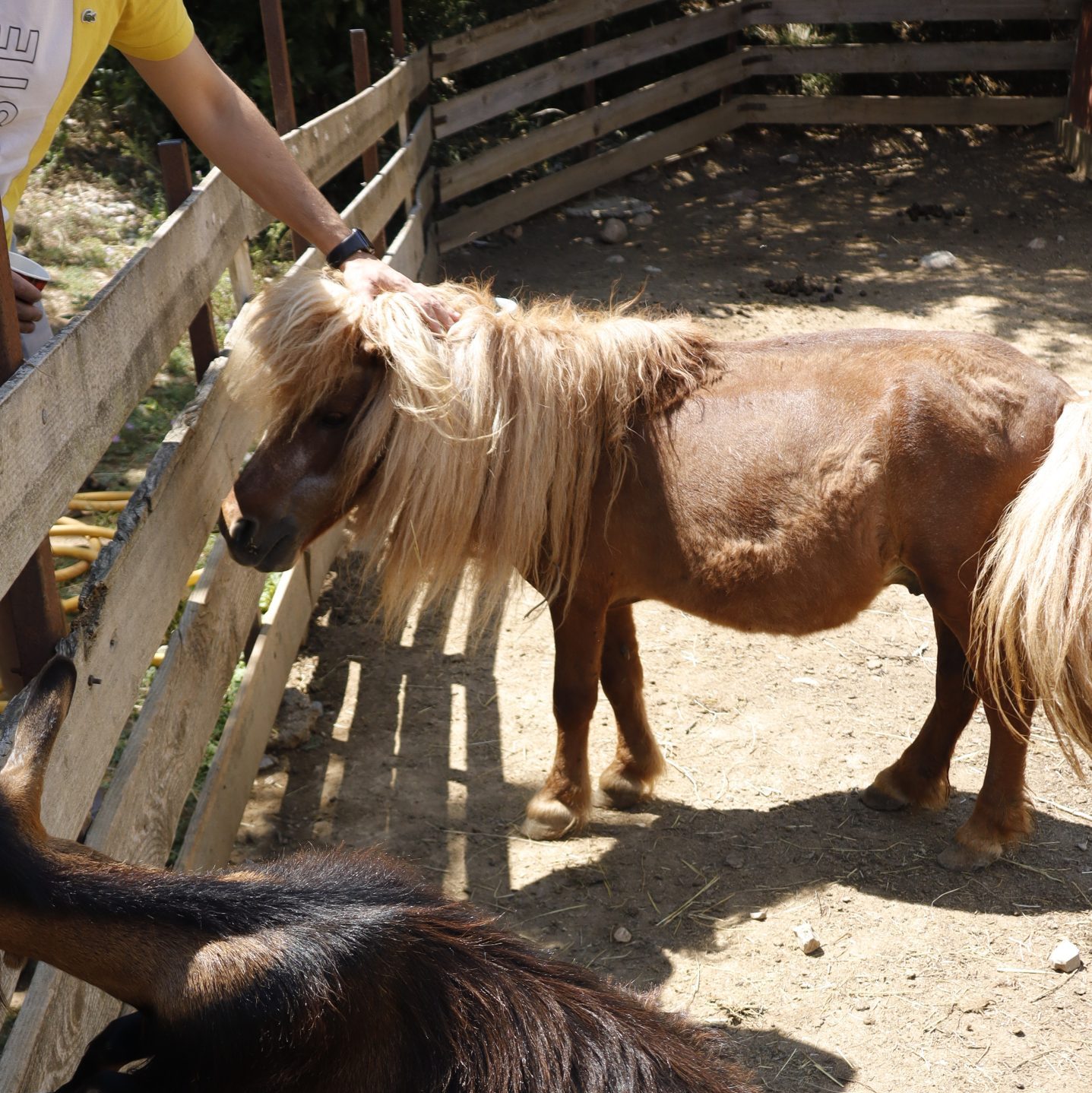 Poneys de la Ferme de Bouzigues