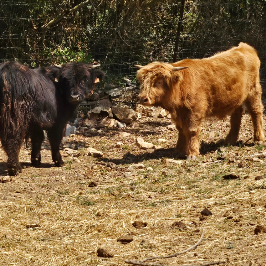 Vaches de la Ferme de Bouzigues