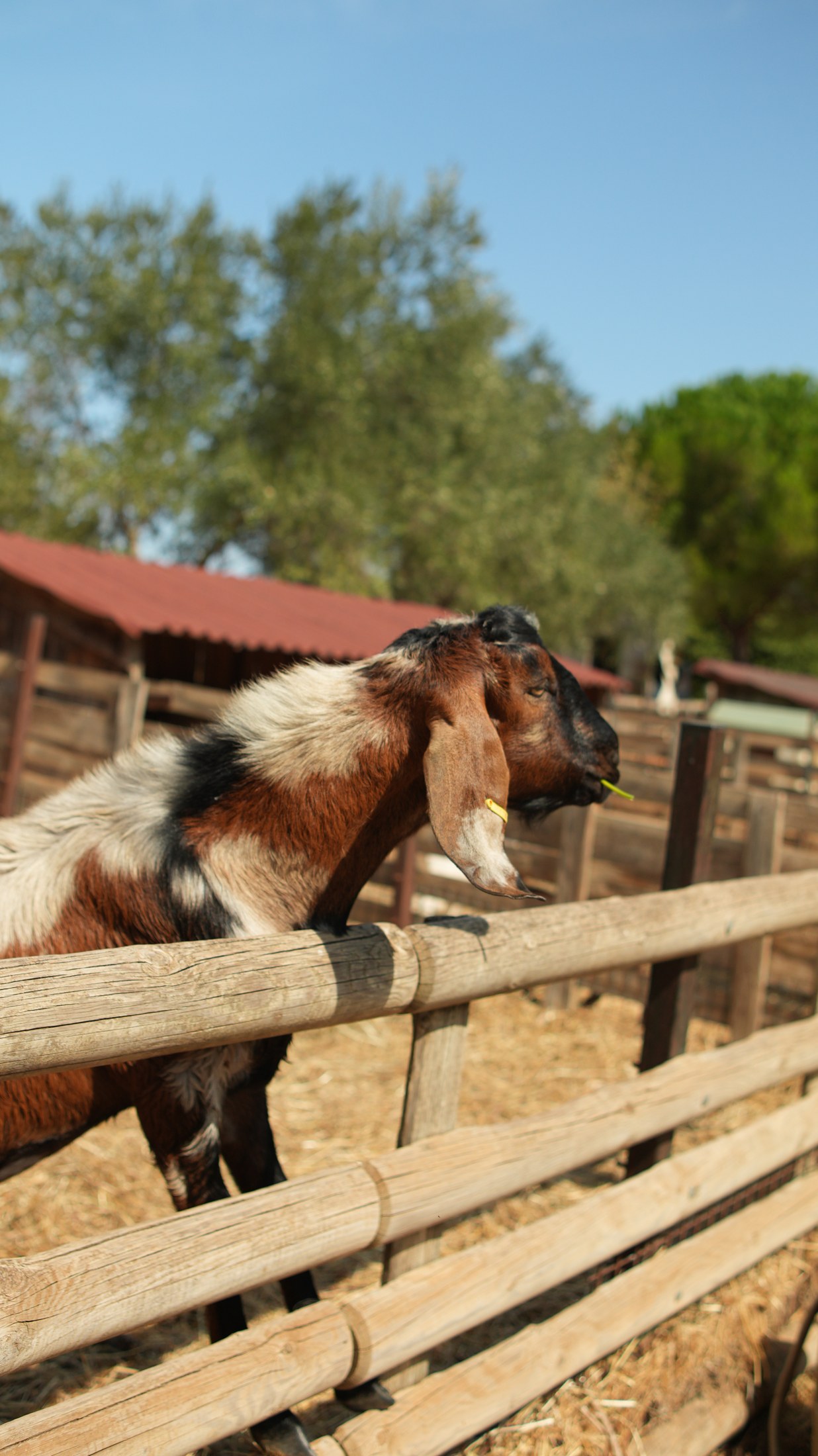 La chèvre Anglo-Nubienne à la Ferme de Bouzigues