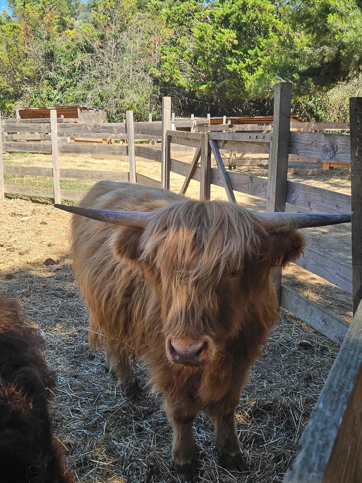 La vache Highland à la Ferme de Bouzigues