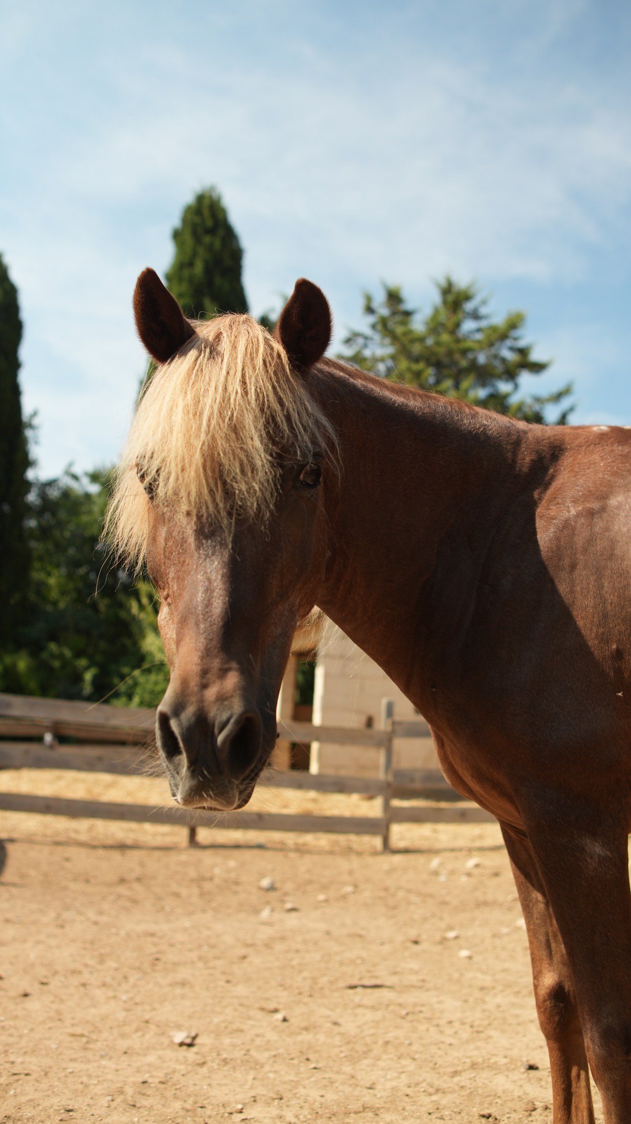 Poneys de la Ferme de Bouzigues