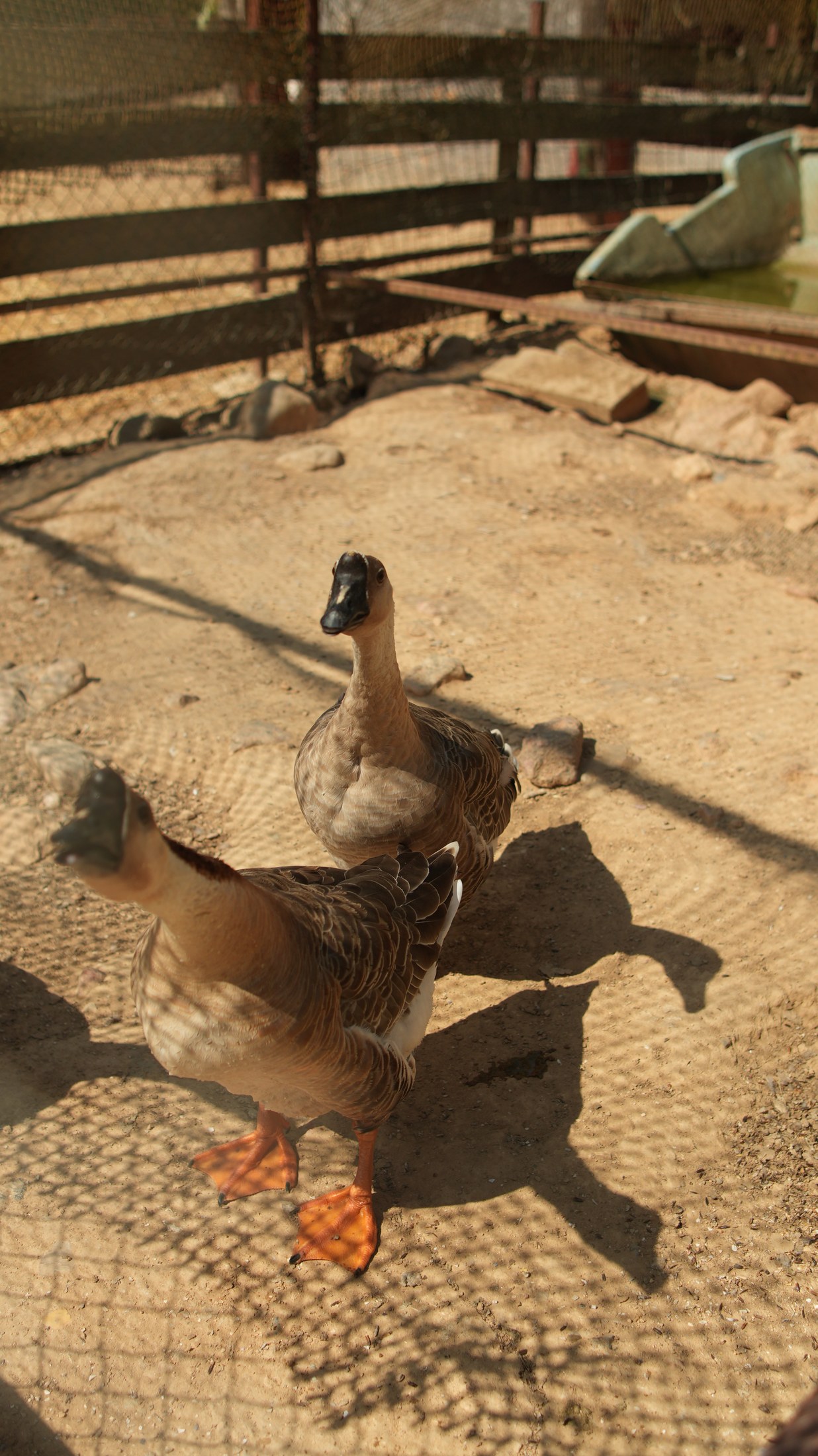 Poules, oies et canards de la Ferme de Bouzigues