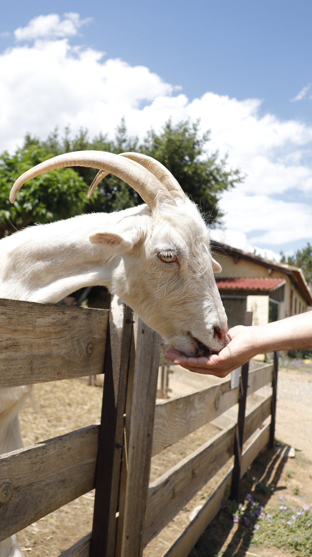 La chèvre suisse croisée à la Ferme de Bouzigues